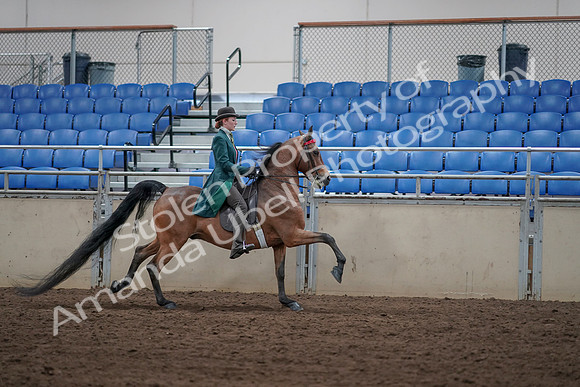2019 Morgan Horse Show - Sept 01, 2019 - 13413