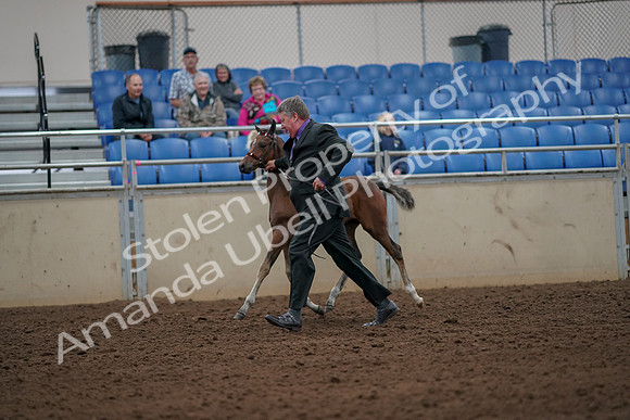 2019 Morgan Horse Show - Aug 30, 2019 - 24658