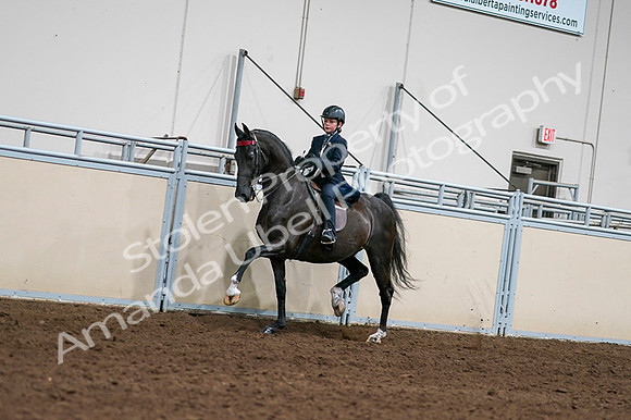 2020 - AB Morgan Horse - Fri, Sept 04 - 03204