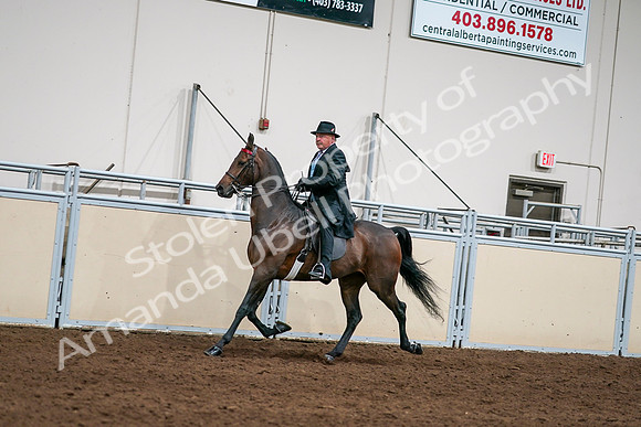 2020 - AB Morgan Horse - Sat, Sept 05 - 08119