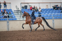 2019 Morgan Horse Show - Aug 31, 2019 - 19919