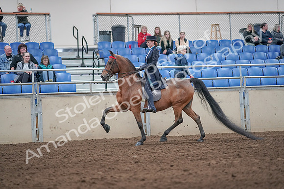 2019 Morgan Horse Show - Aug 31, 2019 - 19919