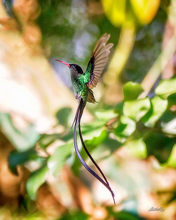 Jamaica - 072