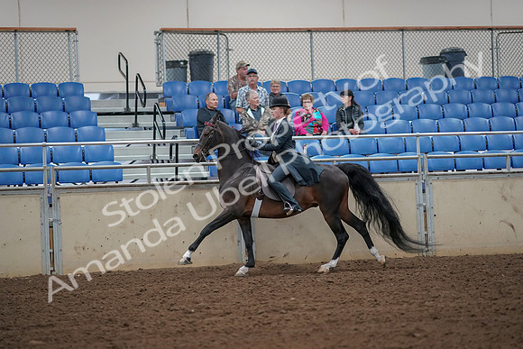 2019 Morgan Horse Show - Aug 30, 2019 - 25179
