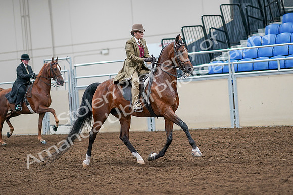 2020 - AB Morgan Horse - Sat, Sept 05 - 08233