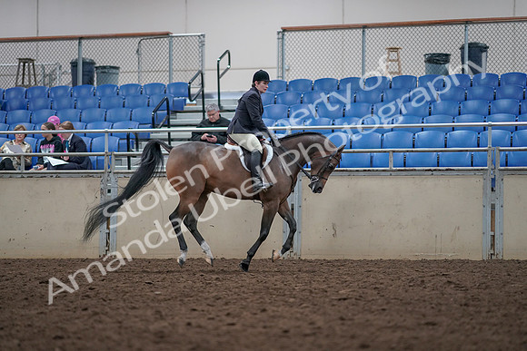 2019 Morgan Horse Show - Aug 31, 2019 - 16124