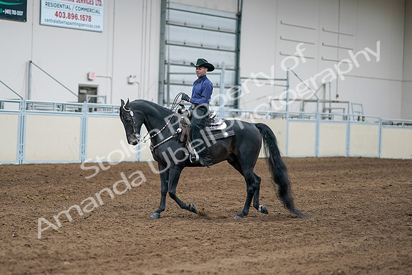 2020 - AB Morgan Horse - Sun, Sept 06 - 07641