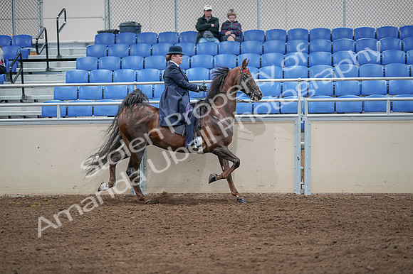 2020 - AB Morgan Horse - Fri, Sept 04 - 08094