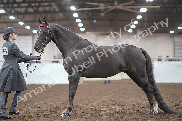 2019 Morgan Horse Show - Aug 31, 2019 - 01940