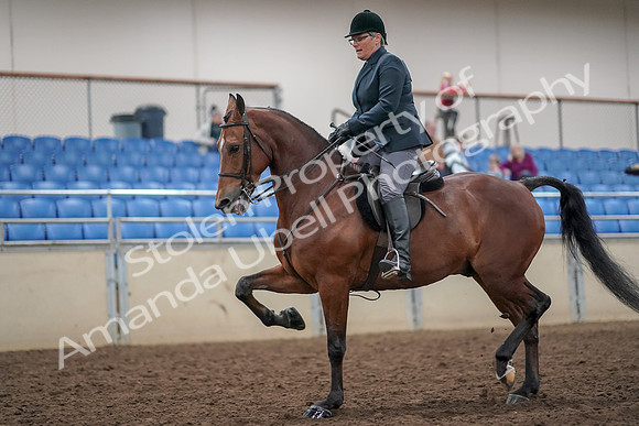 2019 Morgan Horse Show - Aug 30, 2019 - 20469