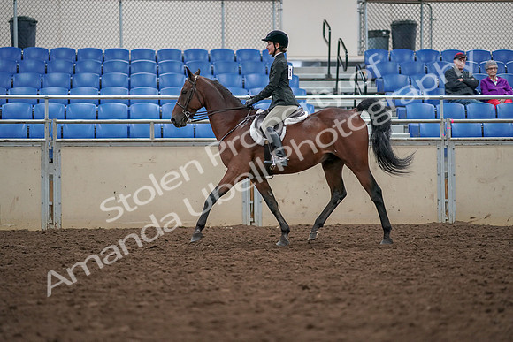 2019 Morgan Horse Show - Aug 30, 2019 - 20271