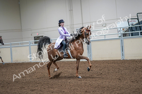 2020 - AB Morgan Horse - Fri, Sept 04 - 05164