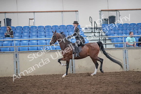 2019 Morgan Horse Show - Aug 31, 2019 - 08706