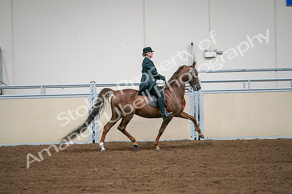 2020 - AB Morgan Horse - Fri, Sept 04 - 08124