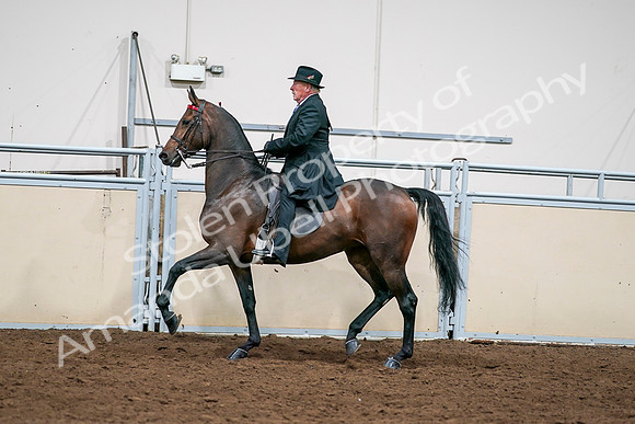 2020 - AB Morgan Horse - Sat, Sept 05 - 08138