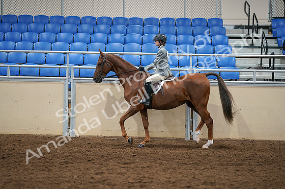2020 - AB Morgan Horse - Fri, Sept 04 - 02974