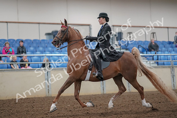 2019 Morgan Horse Show - Aug 30, 2019 - 24985