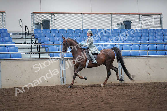 2019 Morgan Horse Show - Aug 30, 2019 - 17867