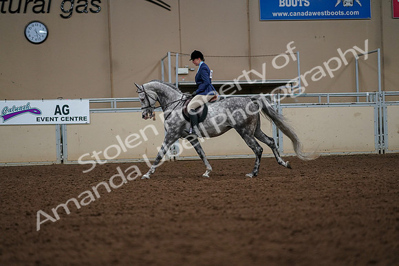 2019 Morgan Horse Show - Aug 30, 2019 - 22429