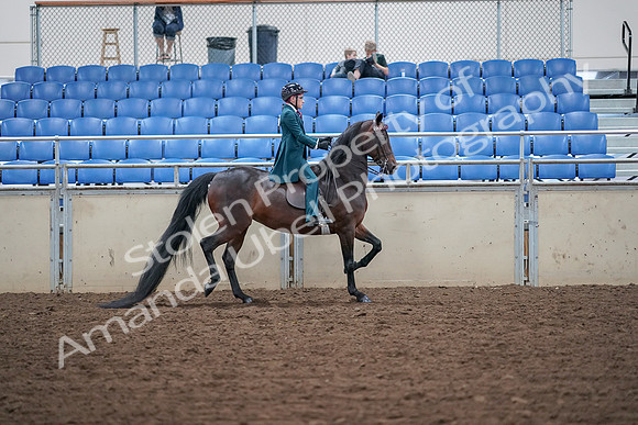 2019 Morgan Horse Show - Aug 30, 2019 - 18180