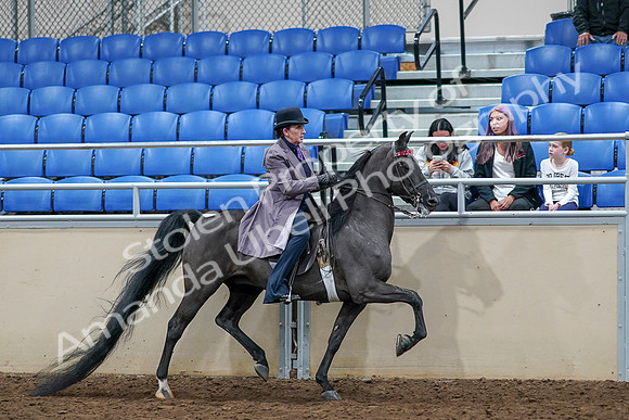 2020 - AB Morgan Horse - Sat, Sept 05 - 13832