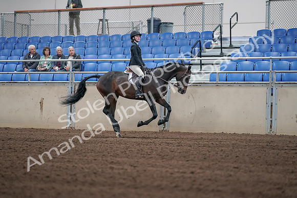 2019 Morgan Horse Show - Sept 01, 2019 - 03875