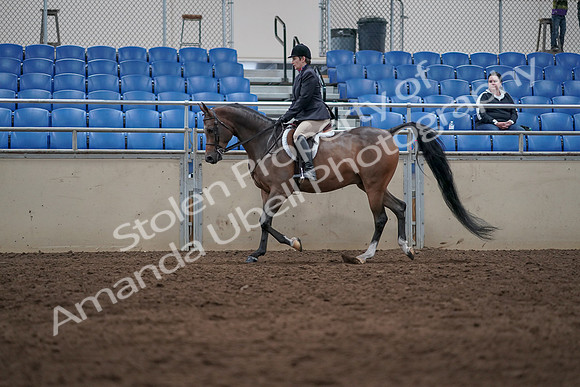 2019 Morgan Horse Show - Sept 01, 2019 - 08512