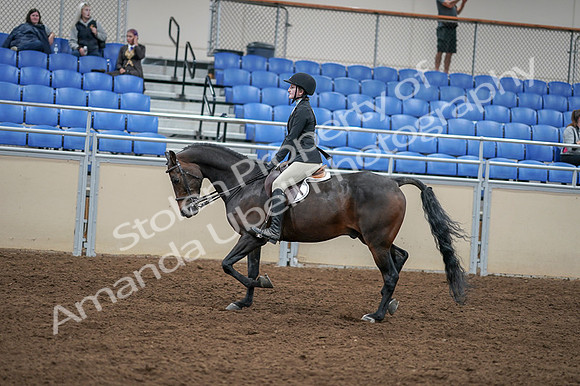 2020 - AB Morgan Horse - Fri, Sept 04 - 05847