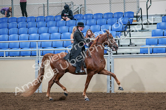 2020 - AB Morgan Horse - Sat, Sept 05 - 08266