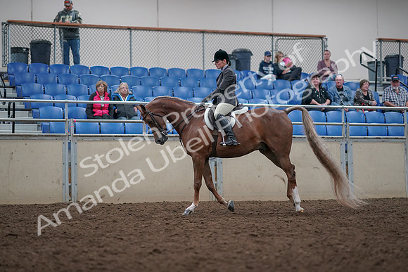 2019 Morgan Horse Show - Aug 31, 2019 - 15995