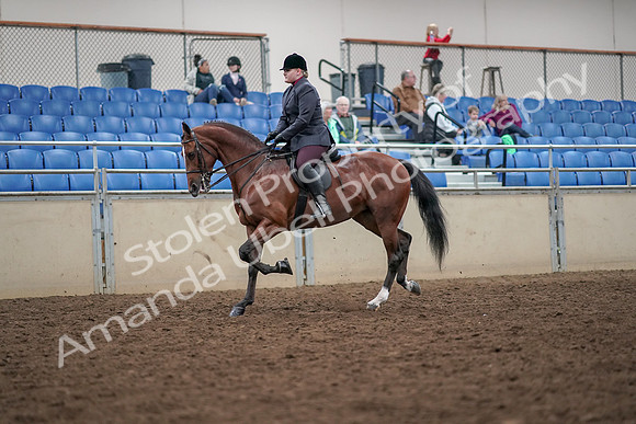2019 Morgan Horse Show - Aug 30, 2019 - 20243