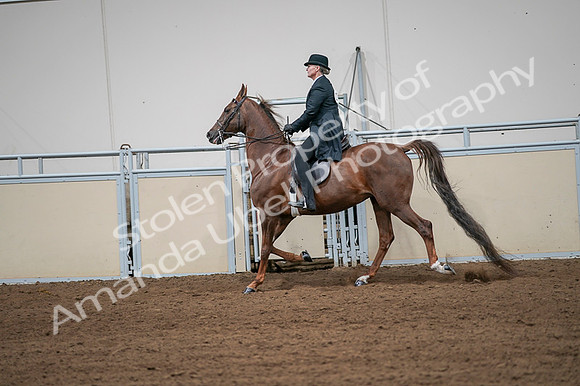 2020 - AB Morgan Horse - Fri, Sept 04 - 07992