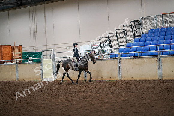 2019 Morgan Horse Show - Aug 30, 2019 - 12400