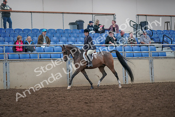 2019 Morgan Horse Show - Aug 31, 2019 - 15847