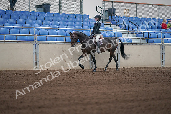 2019 Morgan Horse Show - Sept 01, 2019 - 03701