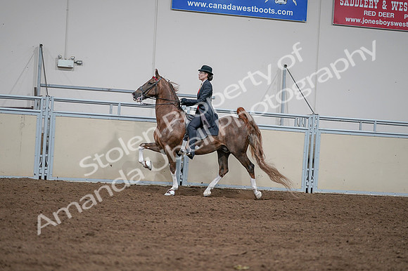 2020 - AB Morgan Horse - Fri, Sept 04 - 09613
