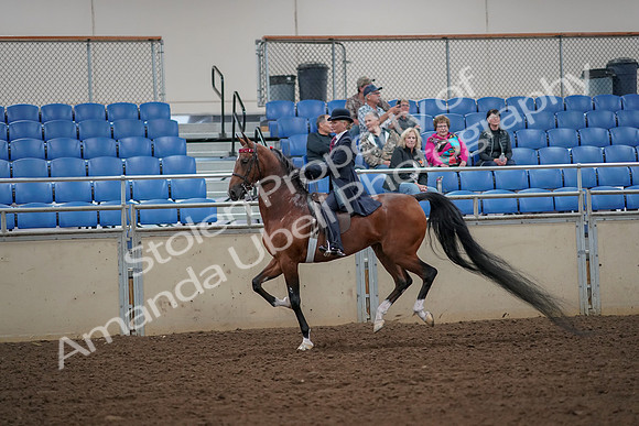 2019 Morgan Horse Show - Aug 30, 2019 - 25153
