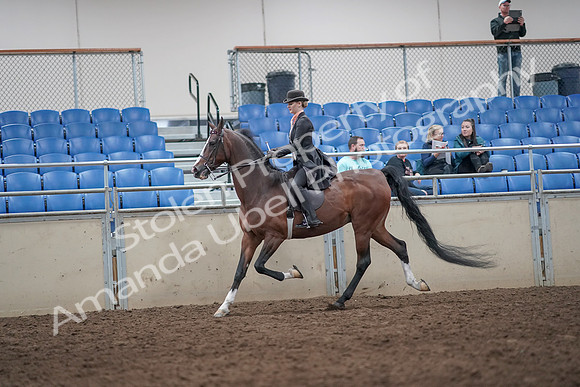 2019 Morgan Horse Show - Aug 31, 2019 - 08699