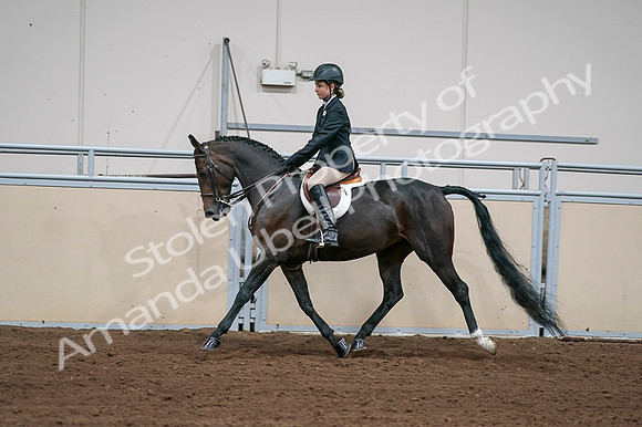 2020 - AB Morgan Horse - Fri, Sept 04 - 02033