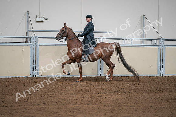 2020 - AB Morgan Horse - Fri, Sept 04 - 07975