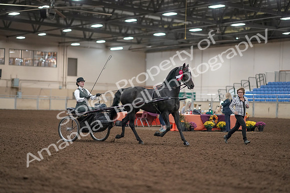 2019 Morgan Horse Show - Aug 31, 2019 - 04798