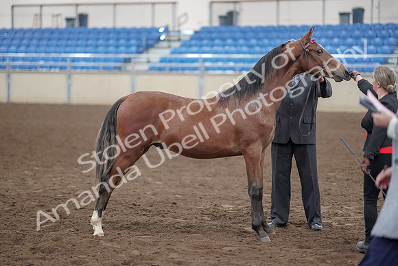 2019 Morgan Horse Show - Aug 31, 2019 - 00154