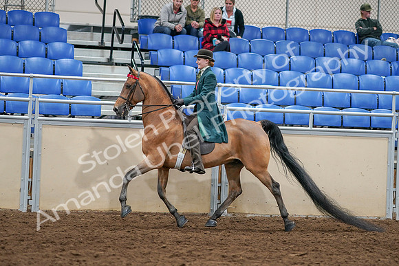 2020 - AB Morgan Horse - Sat, Sept 05 - 13602