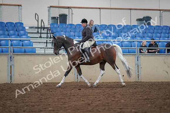 2019 Morgan Horse Show - Aug 30, 2019 - 16032