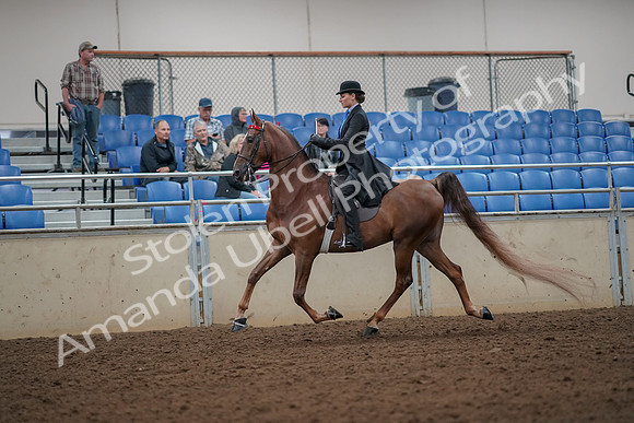 2019 Morgan Horse Show - Aug 30, 2019 - 24971