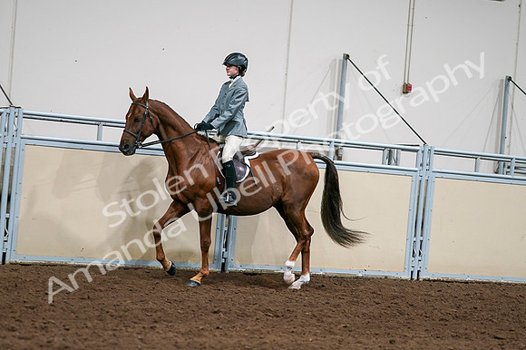 2020 - AB Morgan Horse - Fri, Sept 04 - 03031