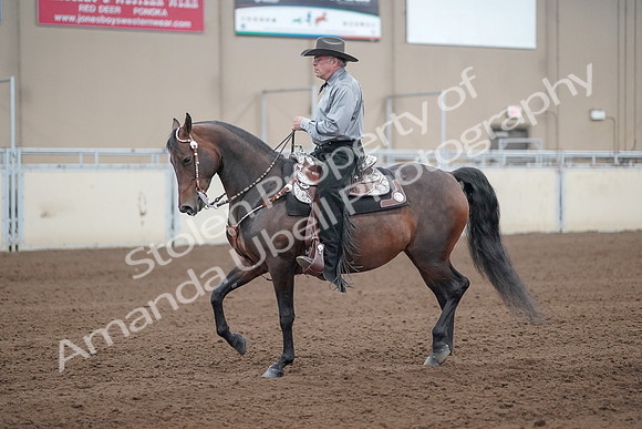 2019 Morgan Horse Show - Sept 01, 2019 - 07216