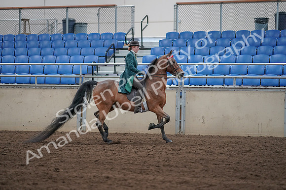 2019 Morgan Horse Show - Sept 01, 2019 - 13297