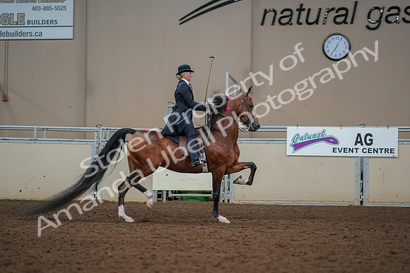 2019 Morgan Horse Show - Aug 30, 2019 - 25305