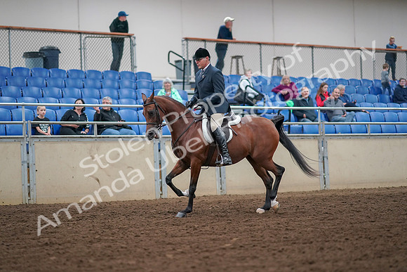 2019 Morgan Horse Show - Aug 30, 2019 - 16273